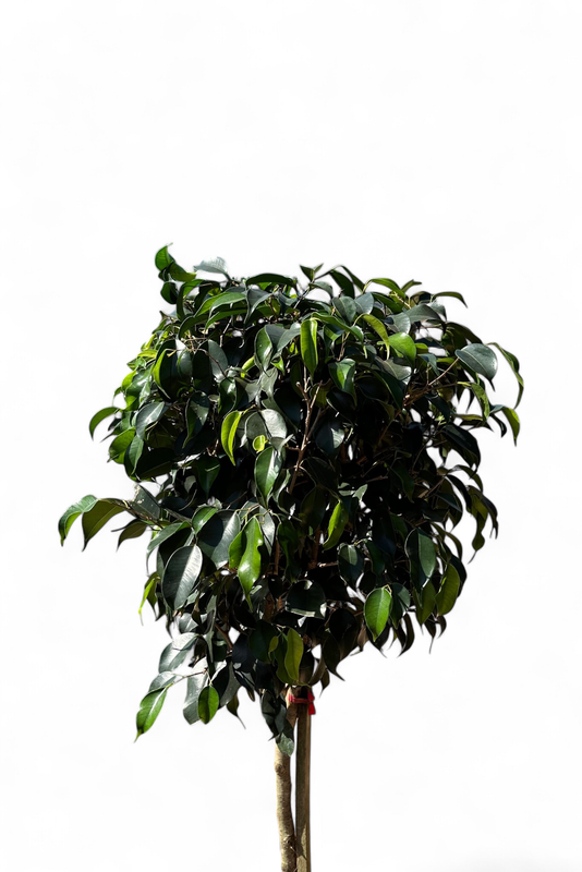 Ficus Benjamina "Weeping Fig" Standard 25cmPot