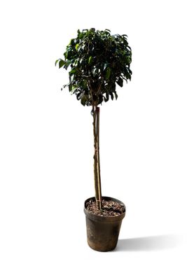 Ficus Benjamina "Weeping Fig" Standard 25cmPot