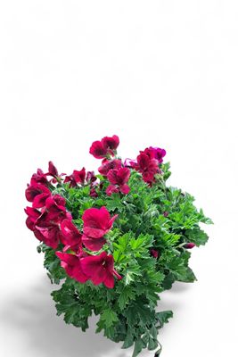 Pelargonium x Hortorum Novita "Regal Geranium" Mixed Colours 17cmPot