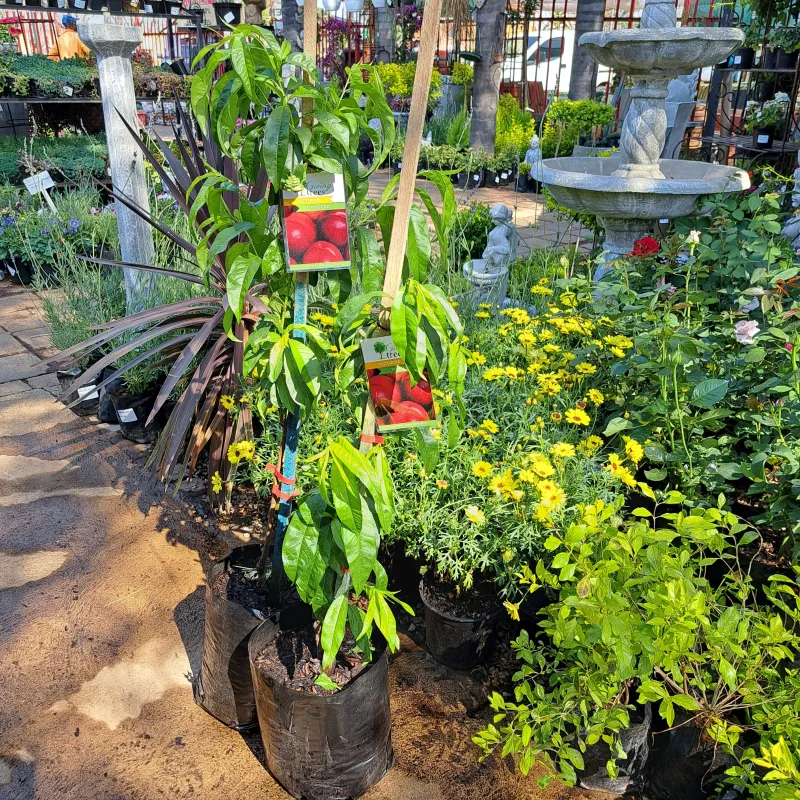Prunus Persica "Nectarine Fiesta Red" 10Liter