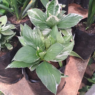 Hydrangea Macrophylla Variegata "Variegated Christmas Rose" 10Liter