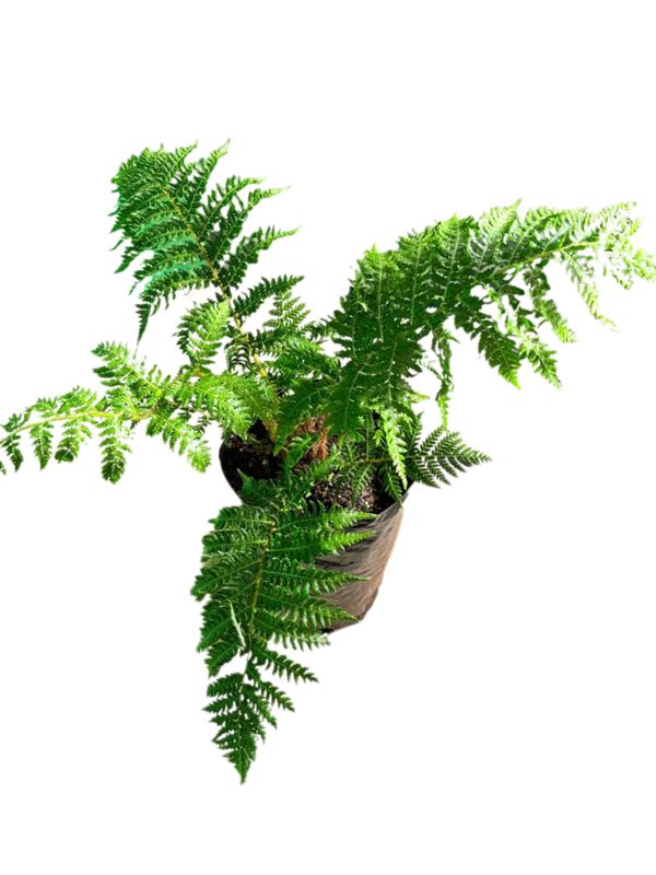 Cyathea Australis Tree fern 5 Liter
