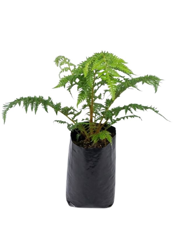 Cyathea Australis Tree fern 5 Liter