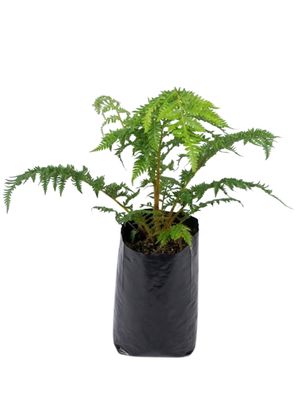 Cyathea Australis Tree fern 5 Liter