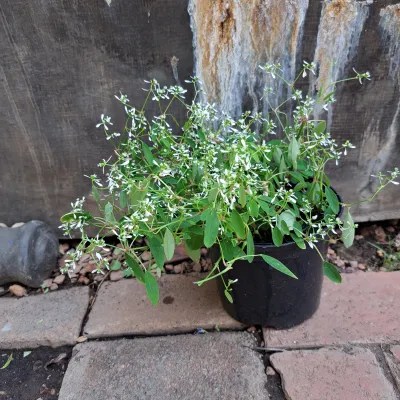 Euphorbia "Fire On The Mountain"14cmPot
