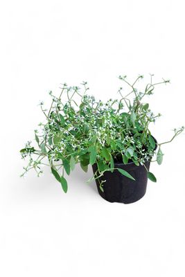 Euphorbia "Fire On The Mountain"14cmPot