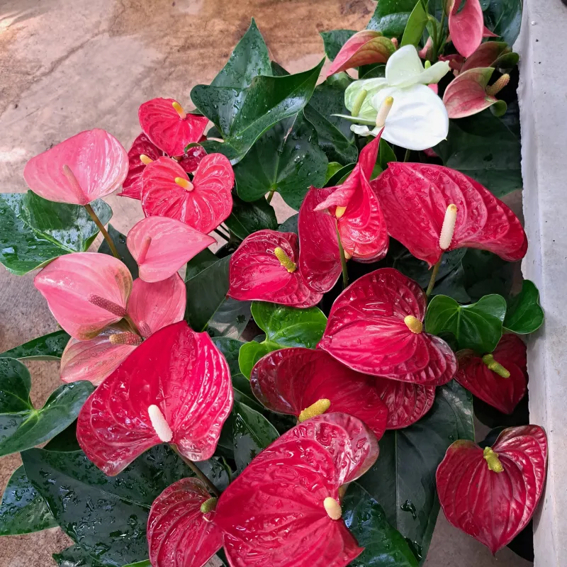 Anthurium Andraeanum "Flamingo Flower" Mixed Colors  14cmPot