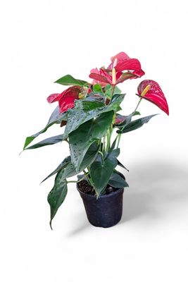 Anthurium Andraeanum "Flamingo Flower" Mixed Colors  14cmPot