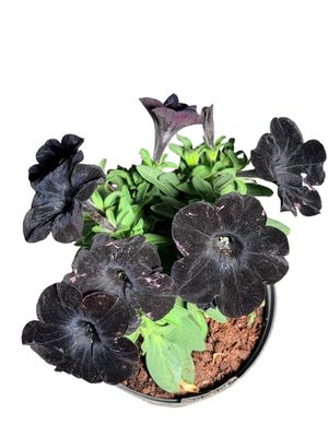 Petunia x Hybrida "Black Ray" 15cm Pot
