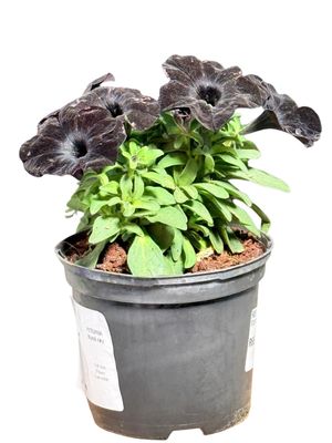 Petunia x Hybrida "Black Ray" 15cm Pot