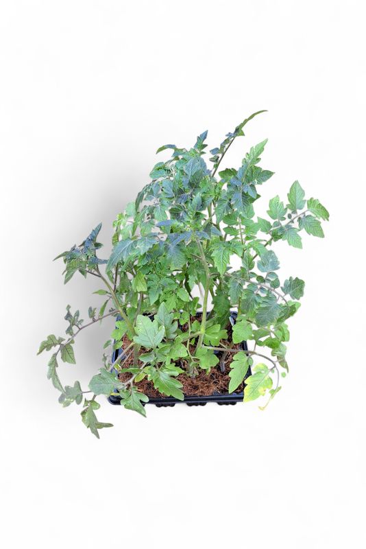 Tomato Heinz 6 Pack Veg Seedlings