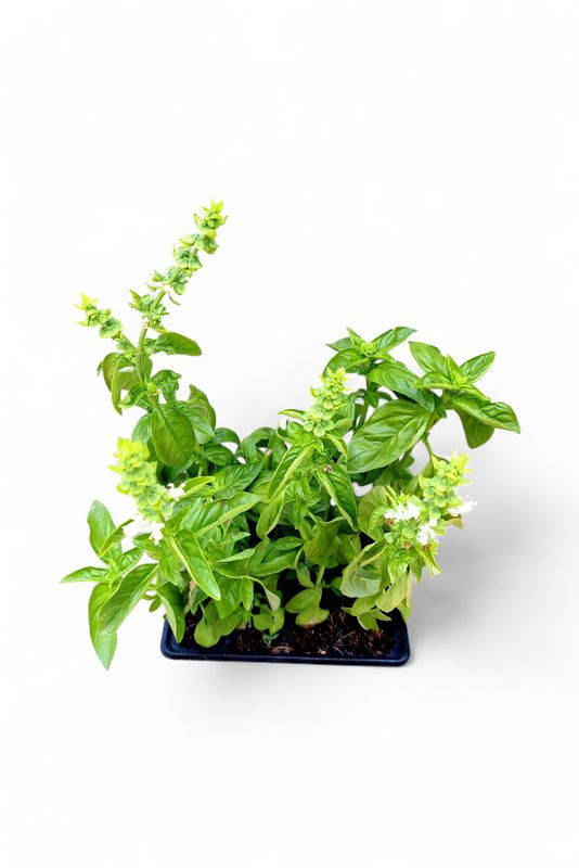 Basil Sweet Genovese 6 Pack Herb Seedlings