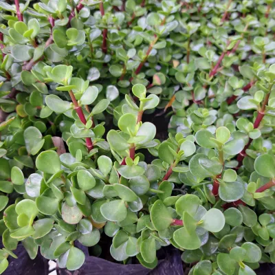 Portulacaria Afra (Spekboom) 2.5L