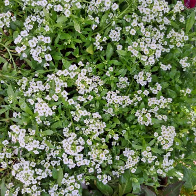 Alyssum Snow Crystal White Seedlings 30 Pack