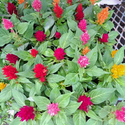 Celosia Kimono Mixed Colours Seedlings 30 Pack