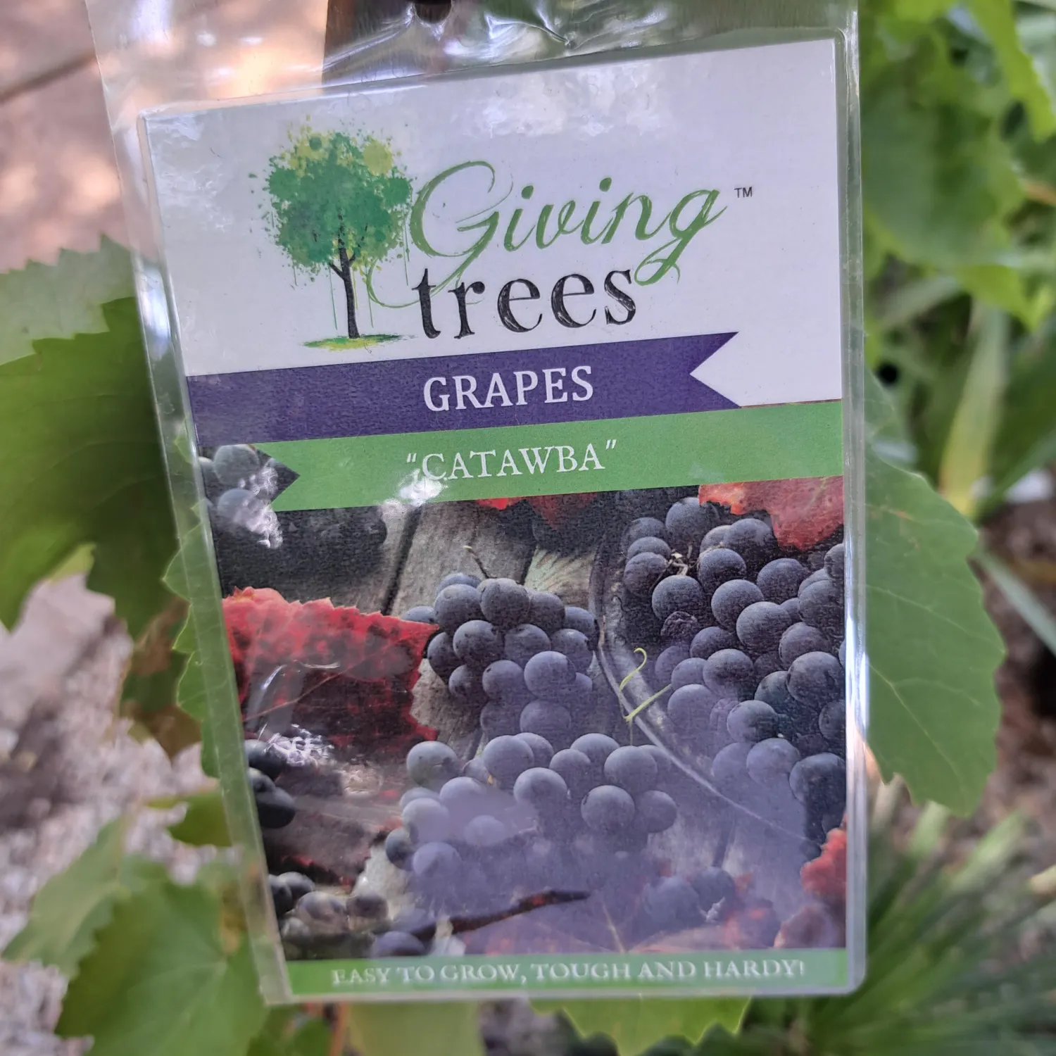 Vitis Labrusca "Grape Catawba" 10Liter