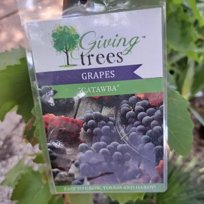 Vitis Labrusca "Grape Catawba" 10Liter Vitis Labrusca "Grape Catawba" 10Liter