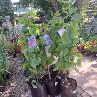 Vitis Vinifera "Grape Red Globe" 10Liter