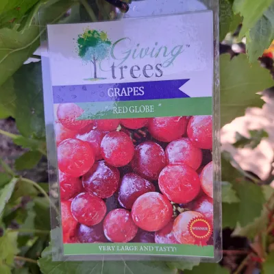 Vitis Vinifera "Grape Red Globe" 10Liter
