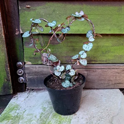 Ceropegia Woodii "String Of Hearts" Heart Shaped Wire 12cmPot
