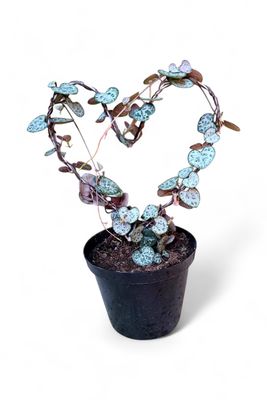 Ceropegia Woodii "String Of Hearts" Heart Shaped Wire 12cmPot