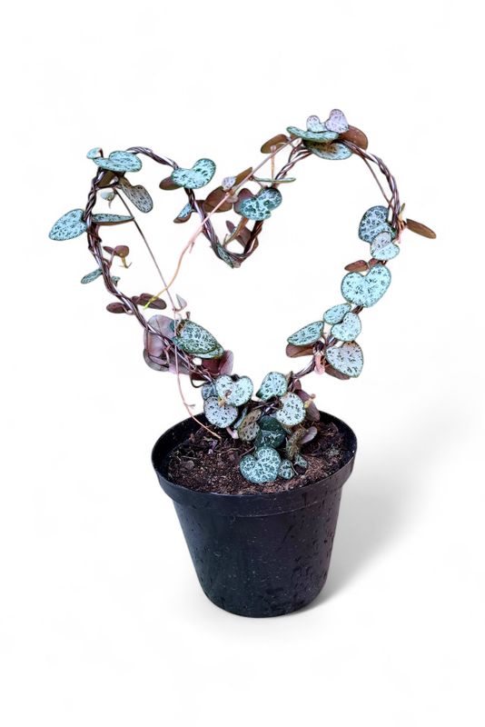 Ceropegia Woodii "String Of Hearts" Heart Shaped Wire 12cmPot