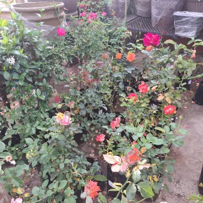 Hybrid Tea Rose "Lesotho Prince" Bush 4Liter