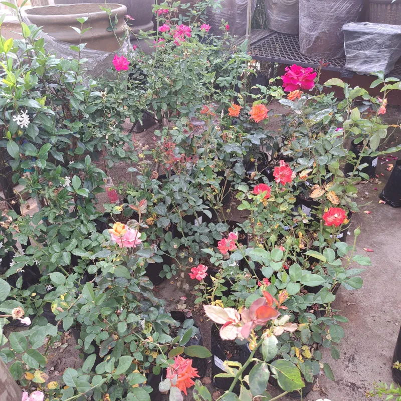 Hybrid Tea Rose "Lesotho Prince" Bush 4Liter