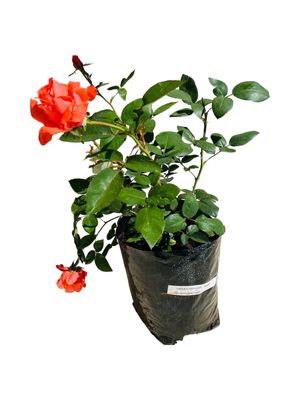Hybrid Tea Rose "Lesotho Prince" Bush 4Liter
