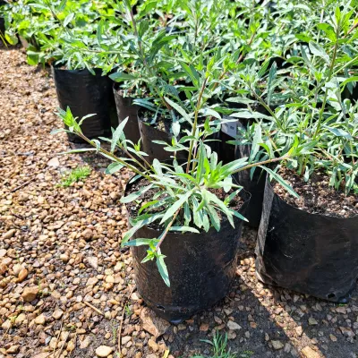 Gaura Lindheimeri "Butterfly Bush" White 4Liter