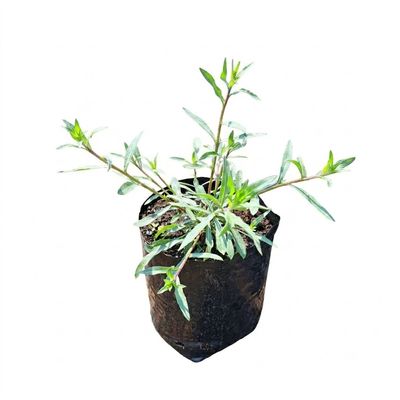 Gaura Lindheimeri "Butterfly Bush" White 4Liter