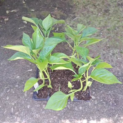 Capsicum California Wonder 6 Pack Veg Seedlings "Bell Peppers"