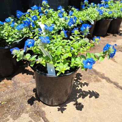 Evolvulus Glomeratus "Blue Daze" 17cm