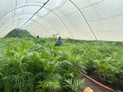 Chamaedorea Seifrizii "Bamboo Palm" 30cmPot