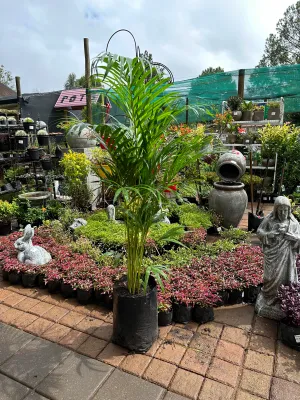 Chamaedorea Seifrizii "Bamboo Palm" 10Liter