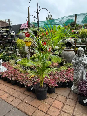 Chamaedorea Seifrizii "Bamboo Palm" 25cmPot