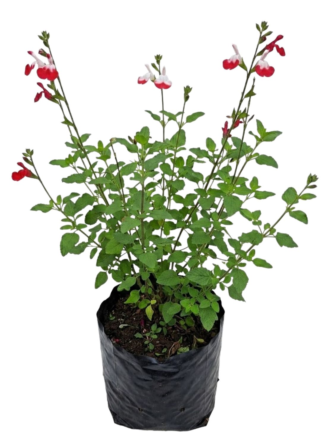 Salvia Microphylla "Red Lips" 3Liter