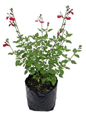 Salvia Microphylla "Red Lips" 3Liter