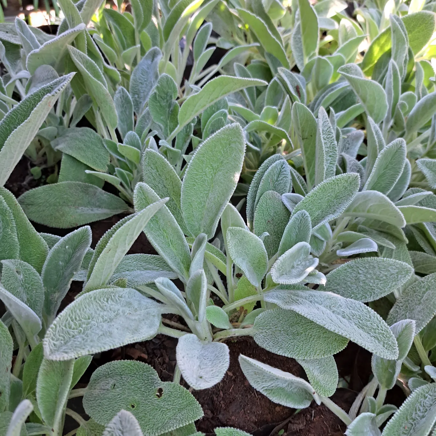 Lamb's Ear