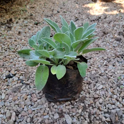 Lamb's Ear