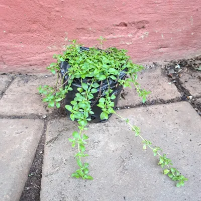 Mentha Pulegium  "Penny Royal Mint" 1Liter