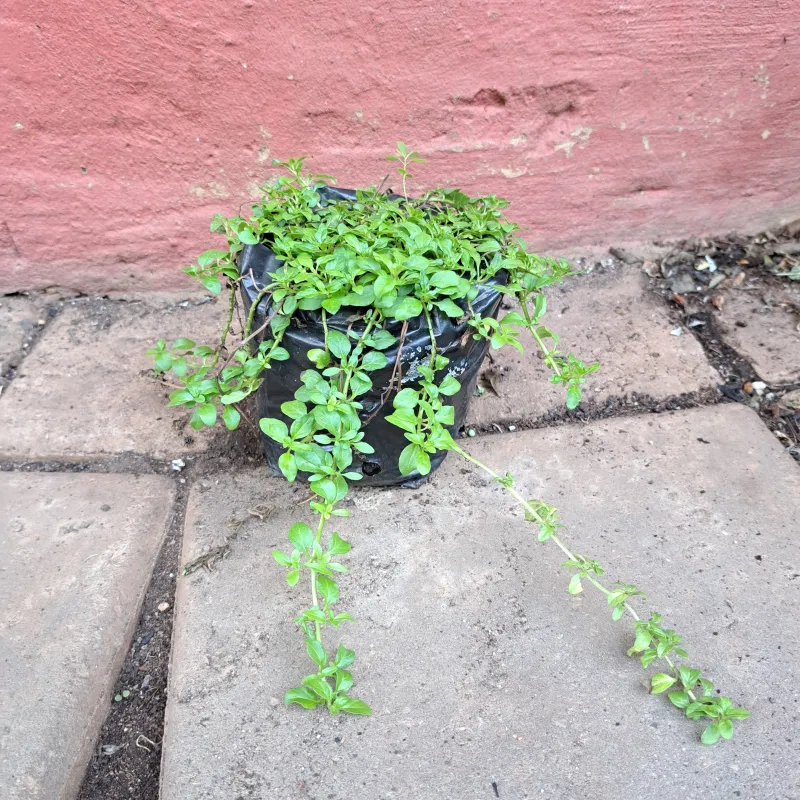 Mentha Pulegium  "Penny Royal Mint" 1Liter
