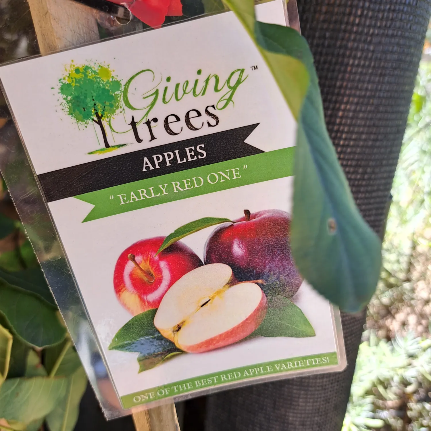 Malus Domestica "Apple Early Red" 10Liter