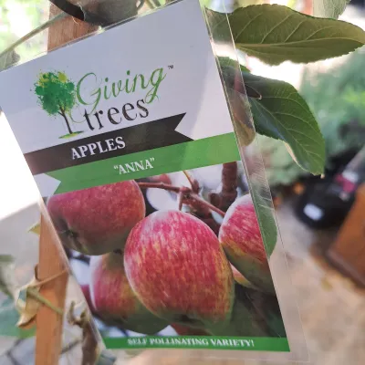 Malus Domestica "Apple Anna" 10Liter