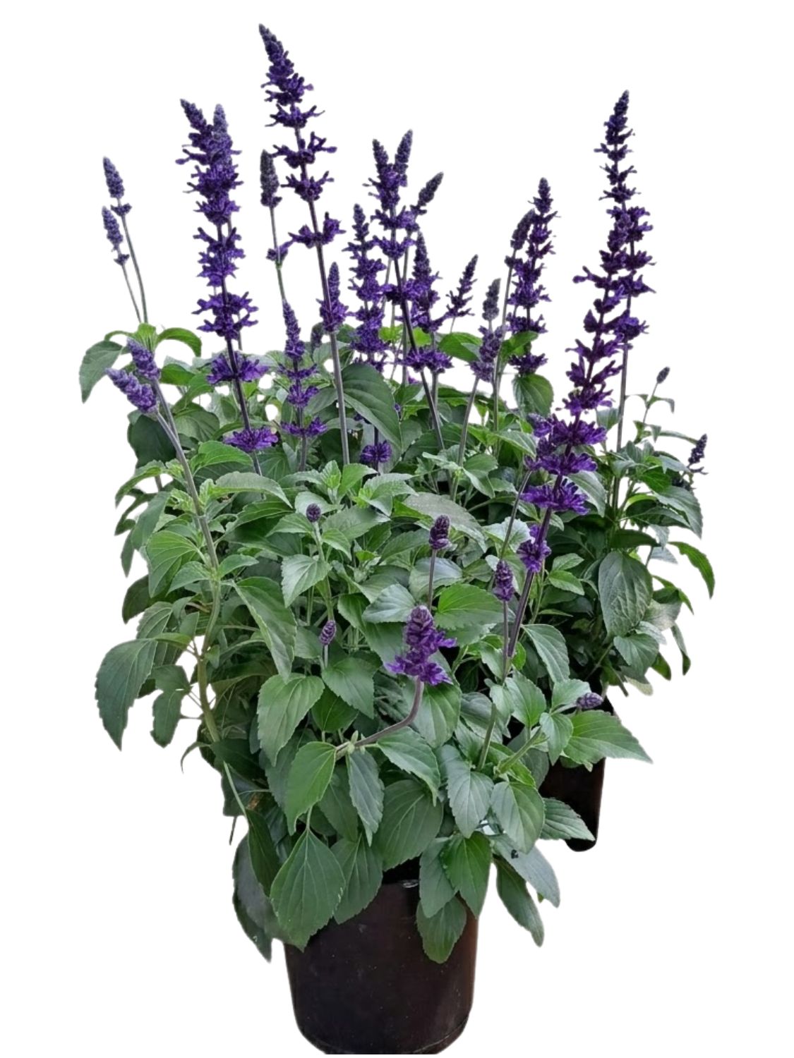 Salvia Longispicata "Mystic Spires Blue" 19cm