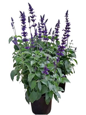 Salvia Longispicata "Mystic Spires Blue" 19cm