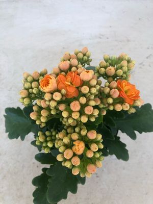 Kalanchoe Blossfeldiana "Calandiva" 12cmPot