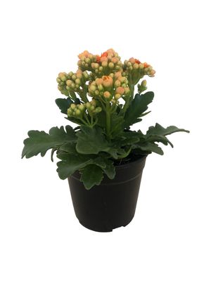 Kalanchoe Blossfeldiana "Calandiva" 12cmPot