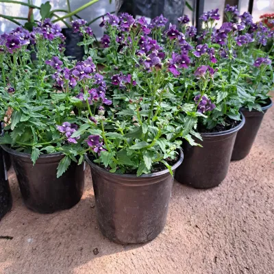 Nemesia "Summer Snapdragon" 15cm