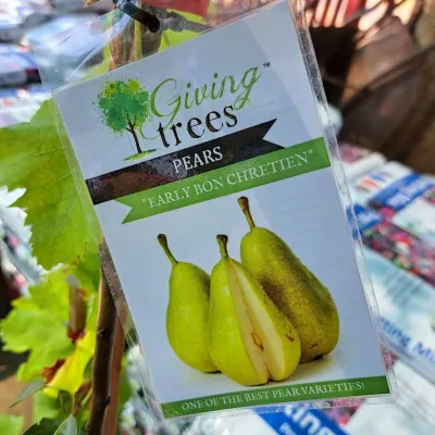 Pyrus Communis "Pear Early Bon Chretien"10Liter